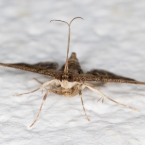 Nacoleia rhoeoalis at Melba, ACT - 1 Nov 2021