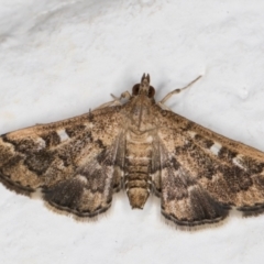 Nacoleia rhoeoalis at Melba, ACT - 1 Nov 2021