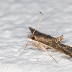 Nacoleia rhoeoalis at Melba, ACT - 1 Nov 2021 07:16 PM