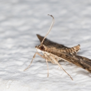 Nacoleia rhoeoalis at Melba, ACT - 1 Nov 2021 07:16 PM