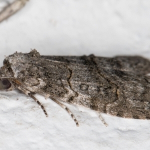 Calathusa sp nr dispila at Melba, ACT - 1 Nov 2021