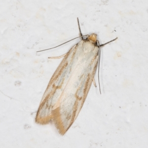 Philobota cretacea at Melba, ACT - 1 Nov 2021 11:19 PM