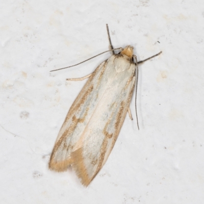 Philobota cretacea (A concealer moth) at Melba, ACT - 1 Nov 2021 by kasiaaus