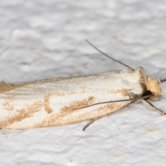 Philobota cretacea at Melba, ACT - 1 Nov 2021