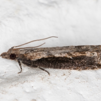 Strepsicrates infensa (an Olethreutine moth) at Melba, ACT - 1 Nov 2021 by kasiaaus