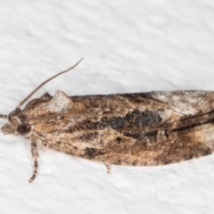 Thrincophora lignigerana at Melba, ACT - 1 Nov 2021 11:21 PM