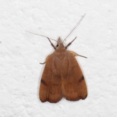 Tortricopsis uncinella (A concealer moth) at Melba, ACT - 1 Nov 2021 by kasiaaus