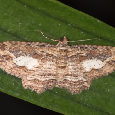 Chloroclystis filata (Filata Moth, Australian Pug Moth) at Melba, ACT - 1 Nov 2021 by kasiaaus