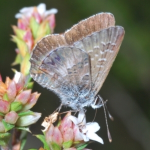 Neolucia agricola at Tinderry, NSW - suppressed