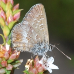 Neolucia agricola at Tinderry, NSW - 30 Dec 2021