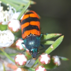 Castiarina crenata at Molonglo Valley, ACT - 1 Jan 2022