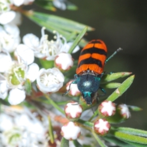 Castiarina crenata at Molonglo Valley, ACT - 1 Jan 2022