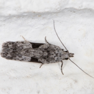 Anarsia molybdota at Melba, ACT - 1 Nov 2021 11:24 PM