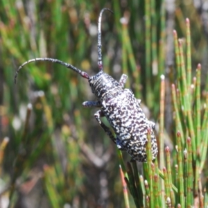 Rhytiphora sp. near simsoni at suppressed - suppressed