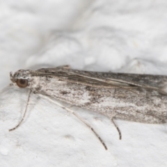 Homoeosoma vagella at Melba, ACT - 1 Nov 2021 11:25 PM