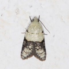 Tracholena sulfurosa (A tortrix moth) at Melba, ACT - 1 Nov 2021 by kasiaaus