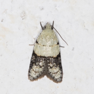 Tracholena sulfurosa (A tortrix moth) at Melba, ACT - 1 Nov 2021 by kasiaaus
