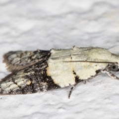 Tracholena sulfurosa at Melba, ACT - 1 Nov 2021 11:26 PM