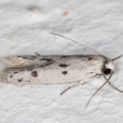 Oecophoridae provisional species 2 at Melba, ACT - 1 Nov 2021