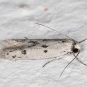 Oecophoridae provisional species 2 at Melba, ACT - 1 Nov 2021