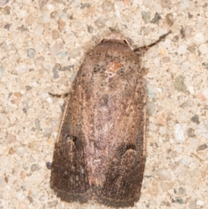 Proteuxoa hypochalchis at Melba, ACT - 1 Nov 2021