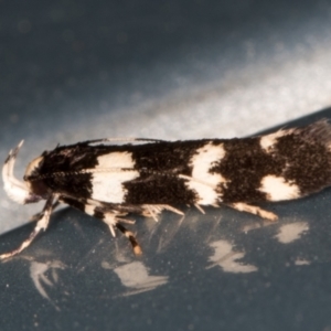 Limnaecia scoliosema at Melba, ACT - 1 Nov 2021