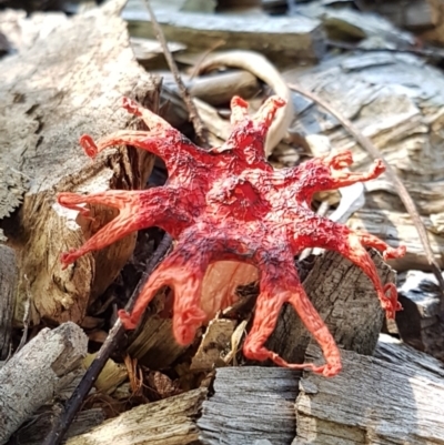 Aseroe rubra (Anemone Stinkhorn) at Bundanoon, NSW - 31 Dec 2021 by Aussiegall