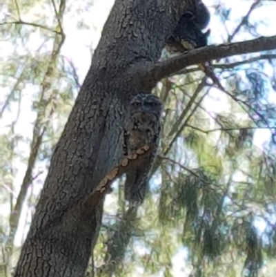 Podargus strigoides (Tawny Frogmouth) at Picton, NSW - 2 Jan 2022 by Aussiegall