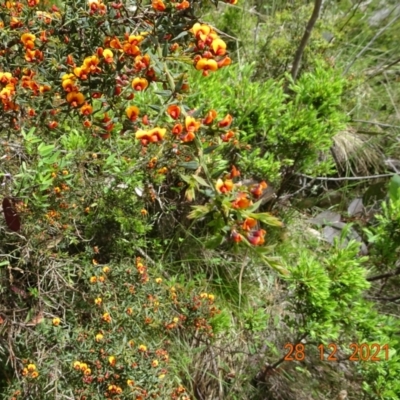 Daviesia ulicifolia subsp. ruscifolia (Broad-leaved Gorse Bitter Pea) at Cotter River, ACT - 28 Dec 2021 by GirtsO