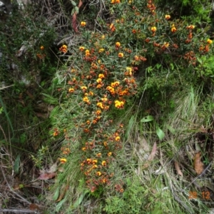 Daviesia ulicifolia subsp. ruscifolia at Cotter River, ACT - 28 Dec 2021 11:35 AM