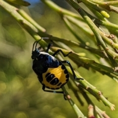 Commius elegans (Cherry Ballart Shield Bug) at Watson, ACT - 3 Jan 2022 by sbittinger