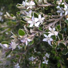 Nematolepis ovatifolia at Kosciuszko, NSW - 29 Dec 2021 by MatthewFrawley