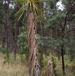 Cordyline sp. at Watson, ACT - 4 Jan 2022 07:50 AM