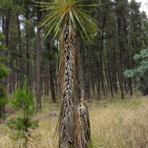 Cordyline sp. at Watson, ACT - 4 Jan 2022 07:50 AM