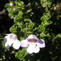 Prostanthera cuneata (Alpine Mint Bush) at Charlotte Pass - Kosciuszko NP - 29 Dec 2021 by MatthewFrawley