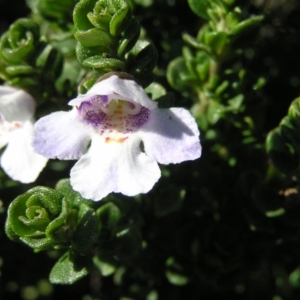 Prostanthera cuneata at Kosciuszko National Park, NSW - 29 Dec 2021 04:44 PM