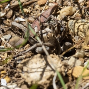 Portacosa cinerea at Kaleen, ACT - 6 Feb 2021