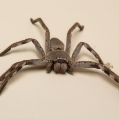Isopeda sp. (genus) (Huntsman Spider) at Kaleen, ACT - 14 Mar 2017 by sbrumby