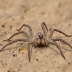 Lycosidae (family) (Unidentified wolf spider) at Kaleen, ACT - 12 Feb 2017 by sbrumby