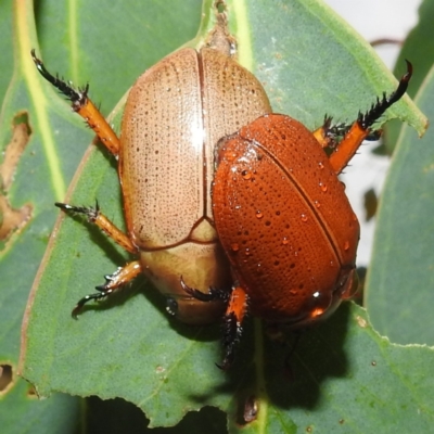 Anoplognathus porosus (Porosus Christmas beetle) at Stromlo, ACT - 4 Jan 2022 by HelenCross