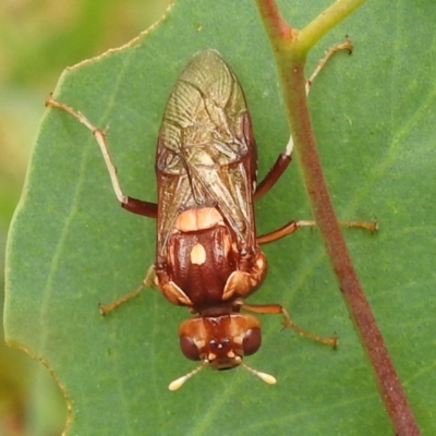 Pergagrapta polita (Sawfly) at Stromlo, ACT - 4 Jan 2022 by HelenCross