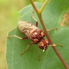 Pergagrapta polita at Stromlo, ACT - 4 Jan 2022