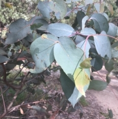 Eucalyptus dives (Broad-leaved Peppermint) at Cotter River, ACT - 28 Dec 2021 by Tapirlord