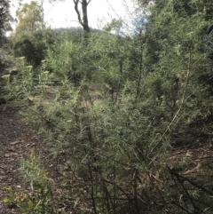 Cassinia longifolia (Shiny Cassinia, Cauliflower Bush) at Cotter River, ACT - 27 Dec 2021 by Tapirlord