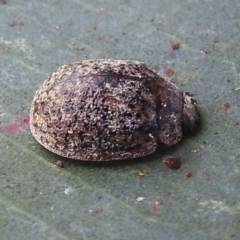 Trachymela sp. (genus) (Brown button beetle) at Stromlo, ACT - 4 Jan 2022 by HelenCross