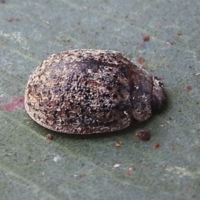 Trachymela sp. (genus) (Brown button beetle) at Stromlo, ACT - 4 Jan 2022 by HelenCross