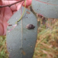 Trachymela sp. (genus) at Stromlo, ACT - 4 Jan 2022