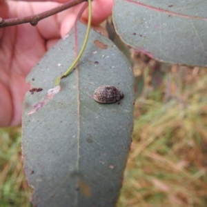 Trachymela sp. (genus) at Stromlo, ACT - 4 Jan 2022