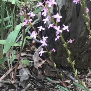 Stylidium armeria subsp. armeria at Cotter River, ACT - 28 Dec 2021