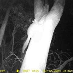 Trichosurus vulpecula (Common Brushtail Possum) at Wodonga, VIC - 11 Sep 2021 by DMeco